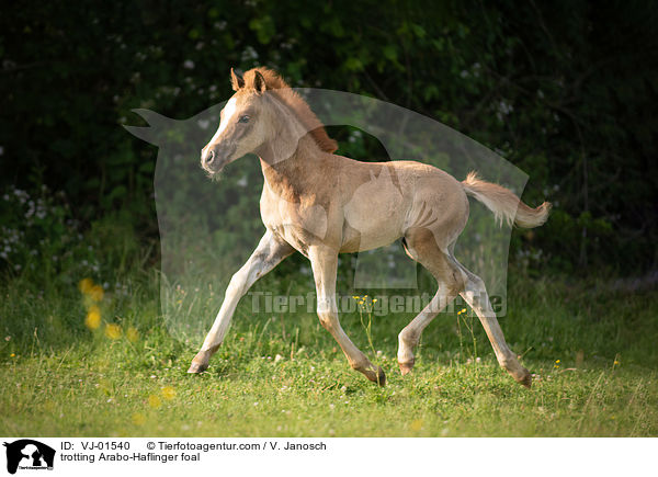 trotting Arabo-Haflinger foal / VJ-01540
