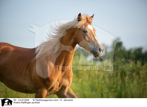 Arabo-Haflinger portrait / VJ-01548