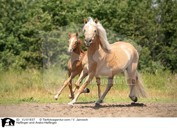 Edelbluthaflinger und Arabo-Haflinger / Haflinger and Arabo-Haflinger / VJ-01837
