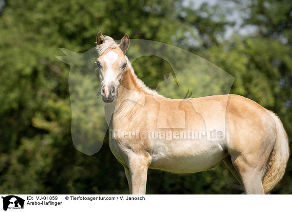 Arabo-Haflinger / VJ-01859
