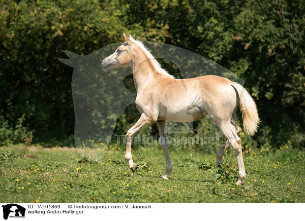 walking Arabo-Haflinger / VJ-01869