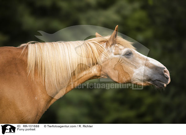Pony portrait / RR-101688