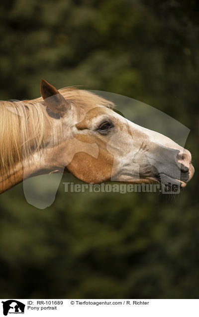 Pony portrait / RR-101689