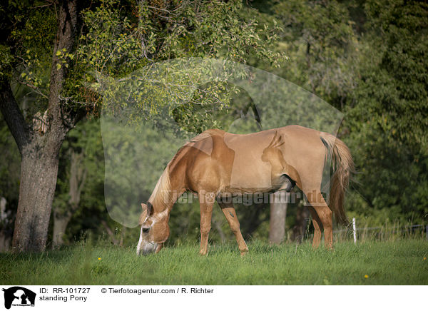 standing Pony / RR-101727