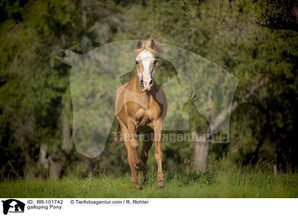 galloping Pony / RR-101742