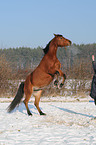 young woman with Arabo-Haflinger