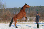 young woman with Arabo-Haflinger