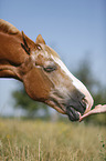 horse portrait