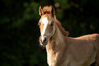 Arabo-Haflinger portrait