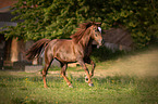 galloping Arabo-Haflinger