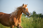 Arabo-Haflinger portrait