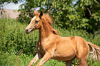 Arabo-Haflinger foal
