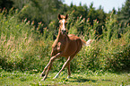 Arabo-Haflinger foal