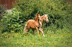 Haflinger and Arabo-Haflinger