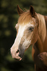 Pony portrait