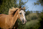 Pony
