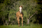galloping Pony