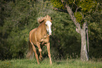 trotting Pony