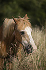 Pony portrait