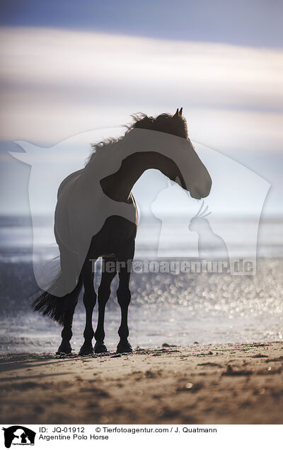 Polo Argentino / Argentine Polo Horse / JQ-01912