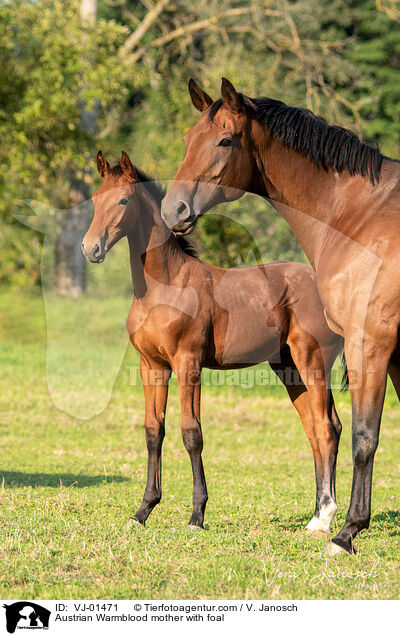 Austrian Warmblood mother with foal / VJ-01471