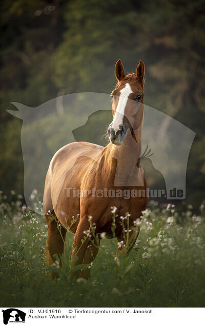 Austrian Warmblood / VJ-01916