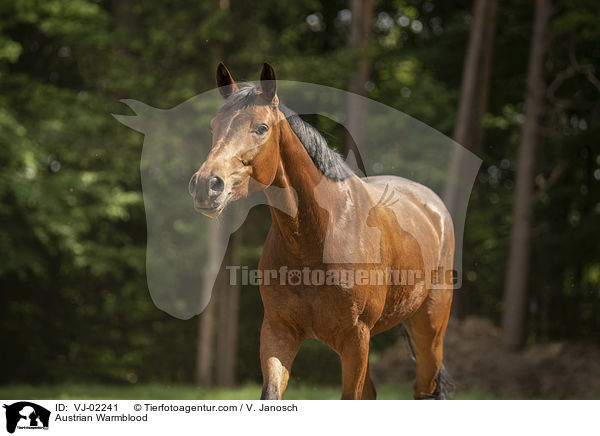 Austrian Warmblood / VJ-02241