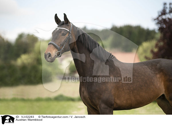 sterreichisches Warmblut / Austrian Warmblood / VJ-02283