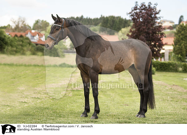 stehendes sterreichisches Warmblut / standing Austrian Warmblood / VJ-02284