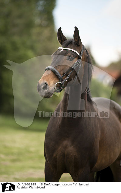 sterreichisches Warmblut / Austrian Warmblood / VJ-02285