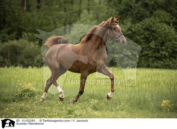 sterreichisches Warmblut / Austrian Warmblood / VJ-02290