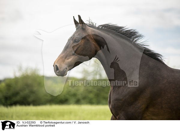 sterreichisches Warmblut Portrait / Austrian Warmblood portrait / VJ-02293