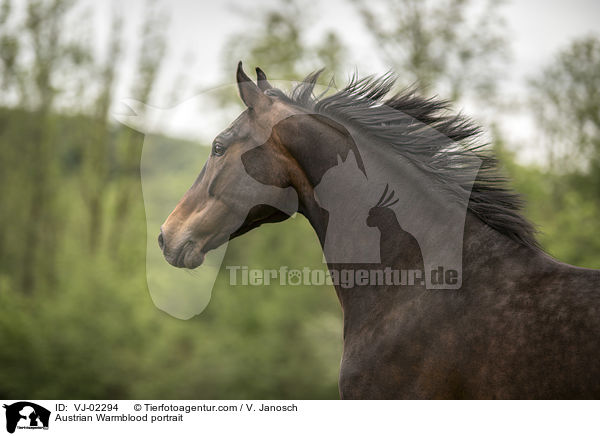 sterreichisches Warmblut Portrait / Austrian Warmblood portrait / VJ-02294