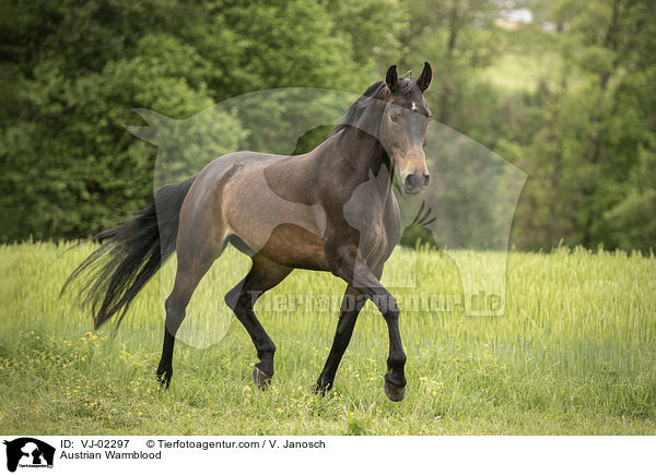 sterreichisches Warmblut / Austrian Warmblood / VJ-02297