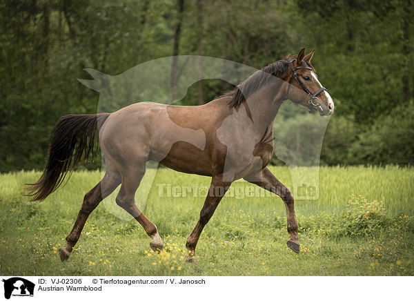 sterreichisches Warmblut / Austrian Warmblood / VJ-02306