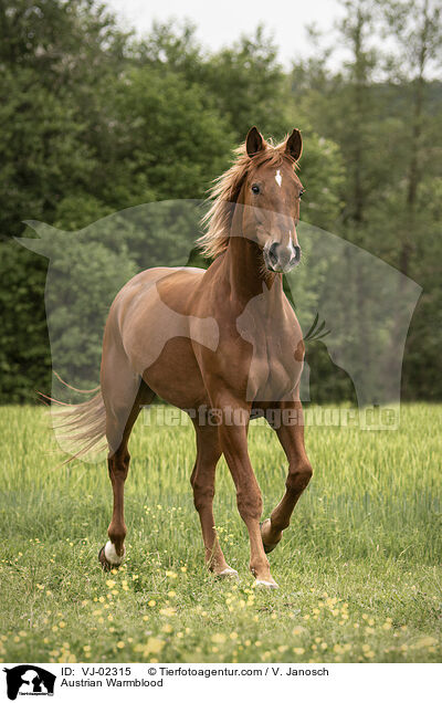 Austrian Warmblood / VJ-02315