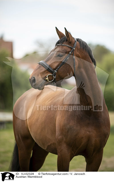 sterreichisches Warmblut / Austrian Warmblood / VJ-02328