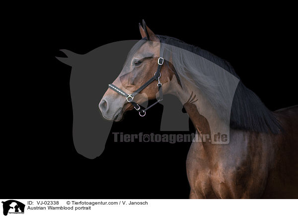 sterreichisches Warmblut Portrait / Austrian Warmblood portrait / VJ-02338