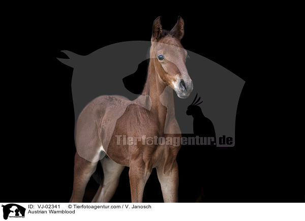 sterreichisches Warmblut / Austrian Warmblood / VJ-02341