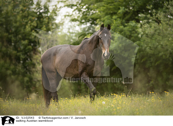 walking Austrian warmblood / VJ-02543