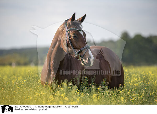 sterreichisches Warmblut Portrait / Austrian warmblood portrait / VJ-02630