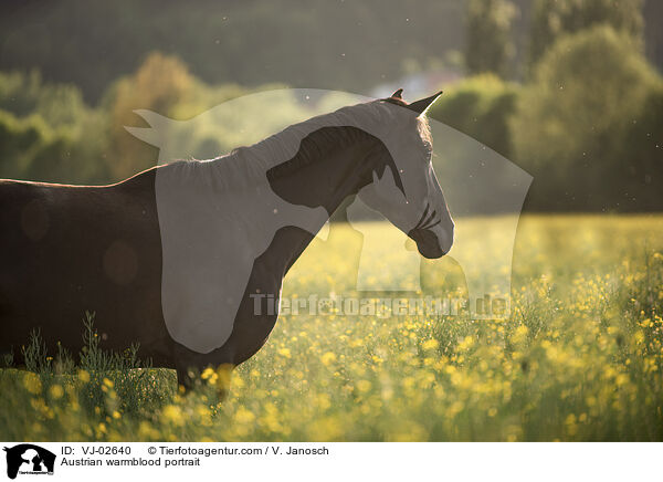 sterreichisches Warmblut Portrait / Austrian warmblood portrait / VJ-02640