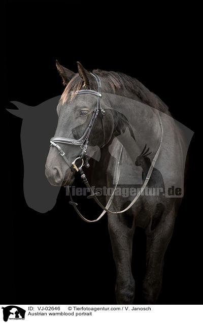 sterreichisches Warmblut Portrait / Austrian warmblood portrait / VJ-02646