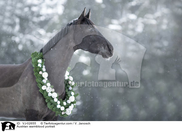 sterreichisches Warmblut Portrait / Austrian warmblood portrait / VJ-02655