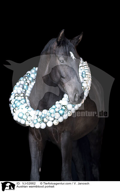 sterreichisches Warmblut Portrait / Austrian warmblood portrait / VJ-02662