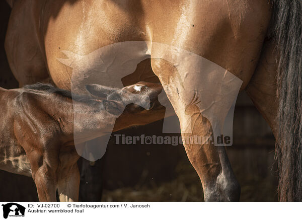 sterreichisches Warmblut Fohlen / Austrian warmblood foal / VJ-02700
