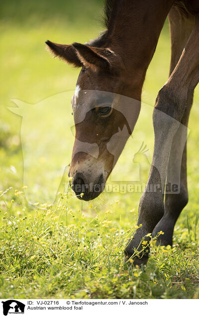 sterreichisches Warmblut Fohlen / Austrian warmblood foal / VJ-02716