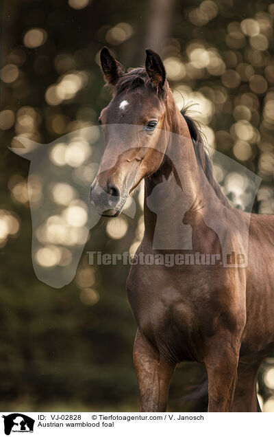 Austrian warmblood foal / VJ-02828