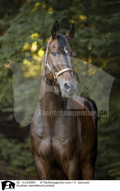 Austrian warmblood portrait / VJ-02964