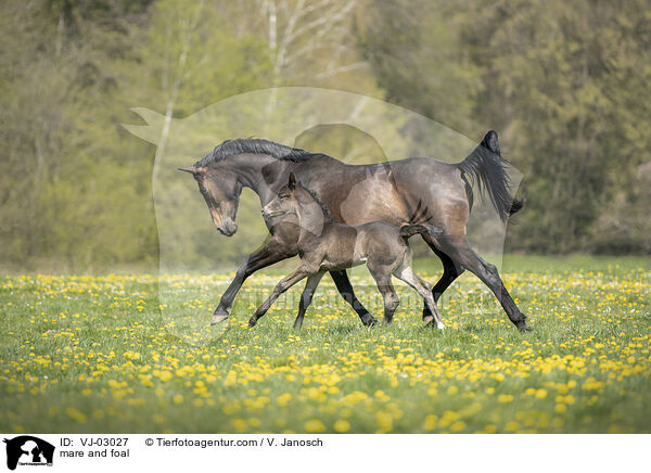 Stute und Fohlen / mare and foal / VJ-03027
